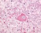 NTSR1 / NTR Antibody (Cytoplasmic Domain)
